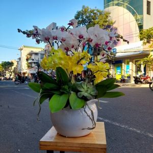 Lan Hồ Điệp - LOVE132