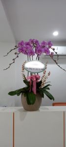 Lan Hồ Điệp - LOVE134