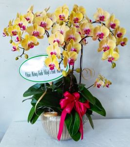 Lan Hồ Điệp - LOVE135