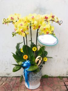 Lan Hồ Điệp - LOVE136