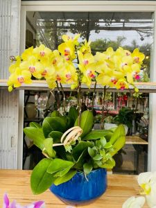 Lan Hồ Điệp - LOVE137