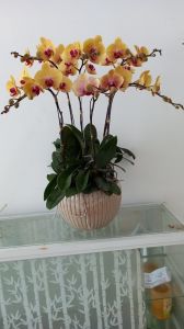 Lan Hồ Điệp - LOVE138