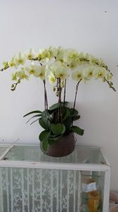 Lan Hồ Điệp - LOVE139