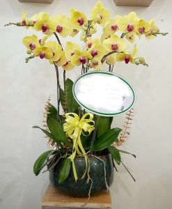 Lan Hồ Điệp - LOVE140