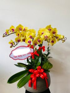 Lan Hồ Điệp - LOVE141