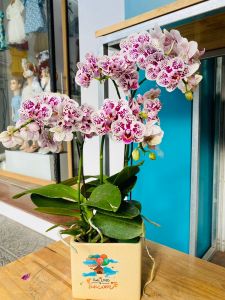 Lan Hồ Điệp - LOVE143