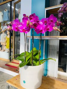 Lan Hồ Điệp - LOVE144