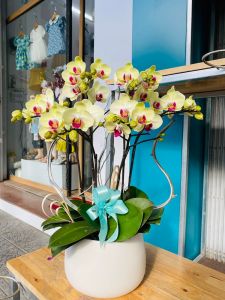 Lan Hồ Điệp - LOVE145